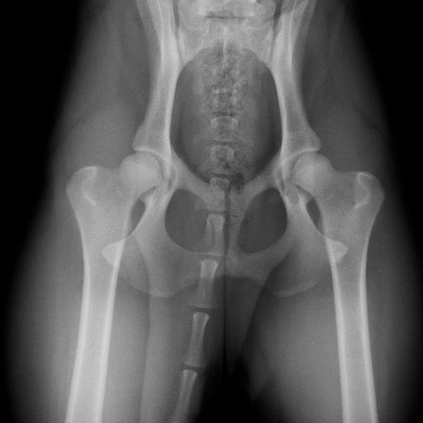 X-ray of dog pelvis