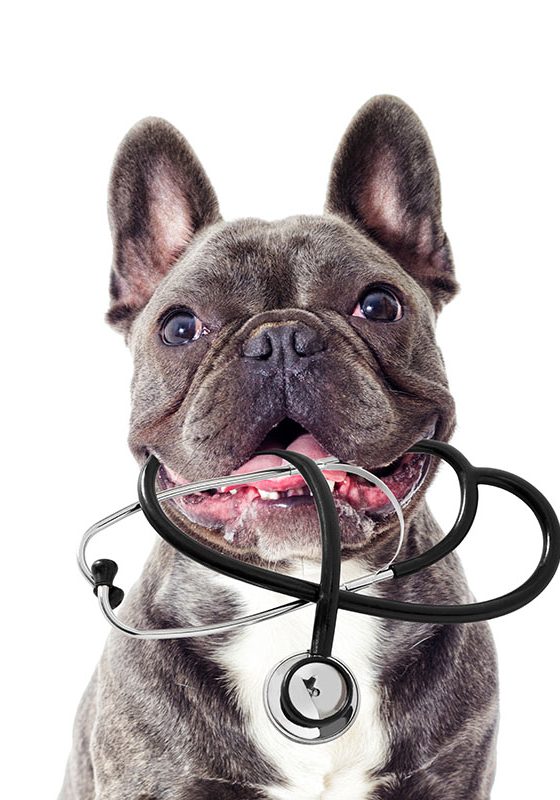 Portrait of Veterinarian dog and stethoscope