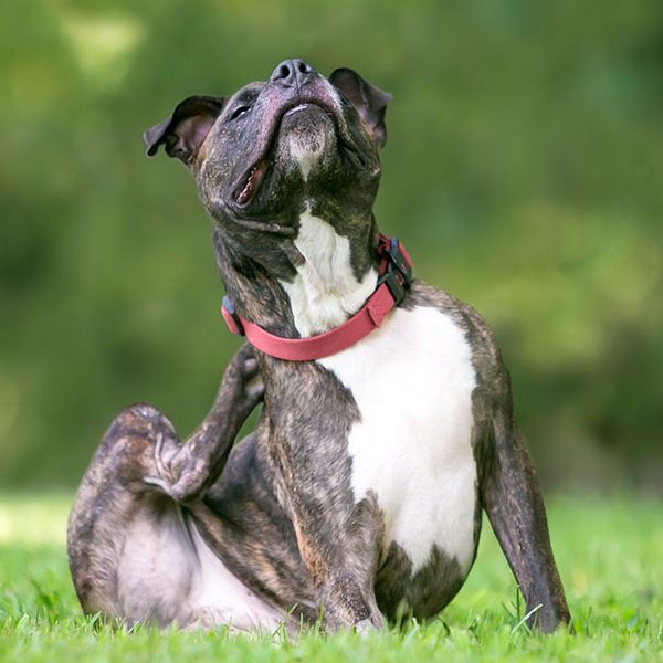 A brindle and white Pit Bull Terrier mixed breed dog sitting outdoors and scratching at its collar
